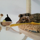 Image for article titled Bored Cats Find Sense of Purpose in Personalized Cat Playgrounds